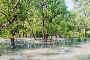 Flooded trees
